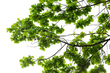 Photo of a spring oak branch with leaves on a transparent background