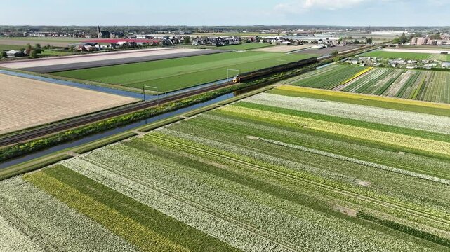 Double-decker train glides through colorful mosaic of blooming daffodil and tulip fields in spring with canals through the flat polder landscape.