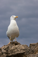 Beautiful view of the coast of Biarritz in a stormy day (French Basque Country)