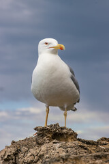 Beautiful view of the coast of Biarritz in a stormy day (French Basque Country)
