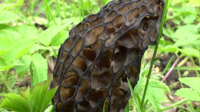 Extreme close-up of a morel mushroom cap (Morchella), showing its honeycomb texture and earthy brown tones amid spring forest vegetation.
