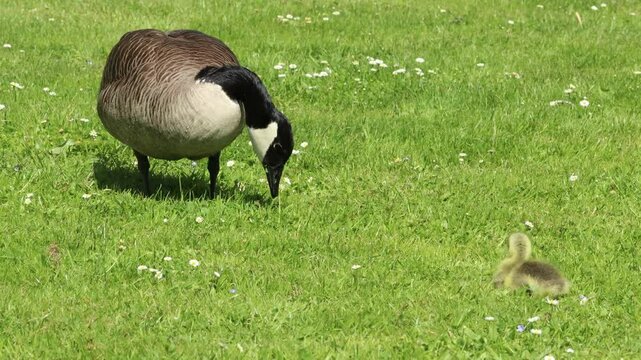 Kanadagans (Branta canadensis) mit K&uuml;ken