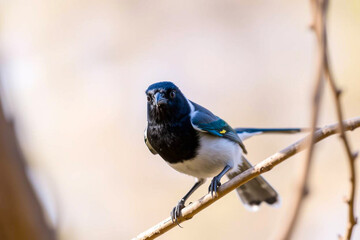 Obraz premium Stunning Black-Throated Magpie Jay Perched on a Tree Branch, Showcasing Its Elegant Plumage and Long Tail in a Serene Natural Setting, Vibrant Wallpaper