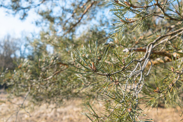 Close-Up of Pine Tree Branches Against Blue Sky