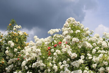 Lush white climbing roses bloom abundantly against a moody sky filled with dark storm clouds. Contrast between the delicate flowers and the dramatic weather, a striking, atmospheric composition.