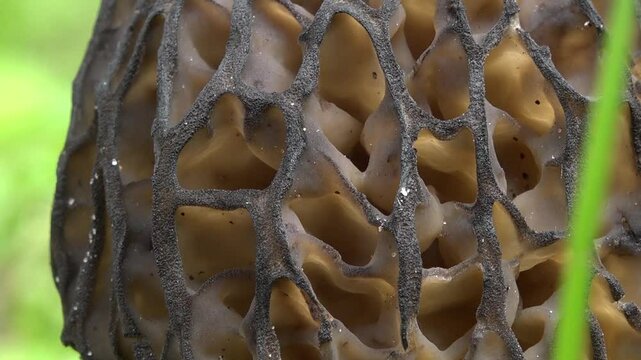 Detailed macro of a morel mushroom cap showing its deep honeycomb pits and earthy brown tones in natural lighting.
