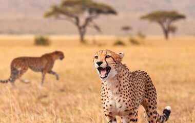 Fototapeta premium A close-up shot of a cheetah with its mouth open