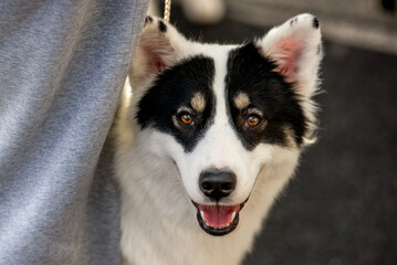 Portrait of a Yakutian Laika outdoors