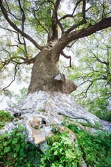 Camphor trees that are over 600 years old