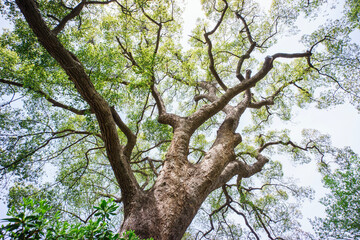 Camphor trees that are over 600 years old
