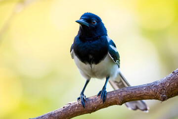 Stunning Black-Throated Magpie Jay Perched on a Tree Branch, Showcasing Its Elegant Plumage and Long Tail in a Serene Natural Setting, Vibrant Wallpaper