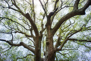 Camphor trees that are over 600 years old