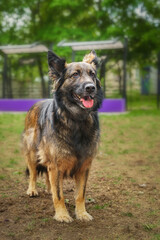 Mongrel dog of red color lies on its stomach on the grass, stretching its front paws forward. Spring