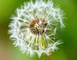 Fototapeta premium Close Up Fluffy Dandelion Seed Head Against Soft Green Background