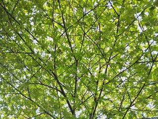 low-angle shot of a tree with sunlight shining through the branches	