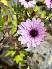 pink cosmos flower