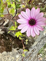 pink and white flowers