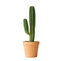 Tall green cactus plant in terracotta pot with minimal background