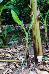Banana Plant with Young Shoots in Natural Setting