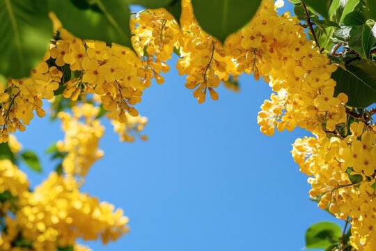 Yellow flowers frame a blue sky, with lush green leaves peeking through. This image offers space for text or design, perfect for spring themes.