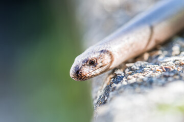 Nahaufnahme einer Blindschleiche (Anguis fragilis) in einem Garten, Deutschland