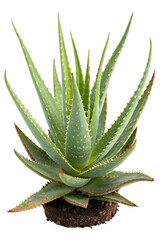 Fototapeta premium Aloe vera isolated on white background