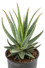 Fototapeta premium Aloe vera isolated on white background
