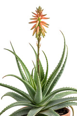 Aloe vera flower isolated on white background