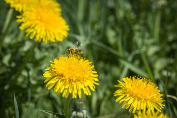 Eine Biene sammelt Pollen und Blütenstaub für Honig auf einer gelben Löwenzahn blühte Blume, Deutschland