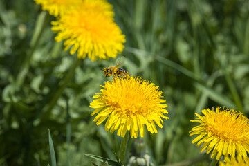Eine Biene sammelt Pollen und Blütenstaub für Honig auf einer gelben Löwenzahn blühte Blume, Deutschland