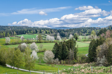 Obraz premium Blick zu dem Berg Lusen im Bayerischen Wald, Deutschland