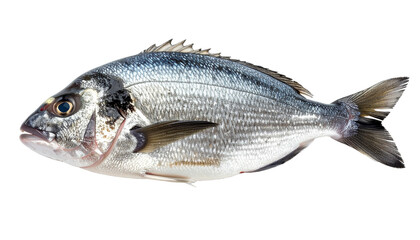 Obraz premium one fresh fish, with shiny scales and clear eyes, PNG