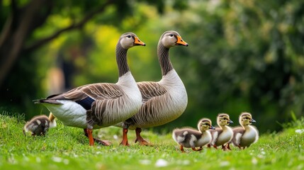 Obraz premium Goose family strolling park, green grass, nature