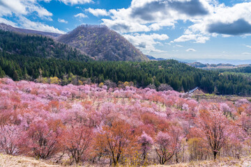 裏磐梯桜峠から満開のオオヤマザクラ