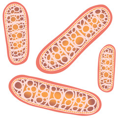 Bacterial Cluster in Microscope