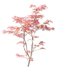 Érable japonais (Acer japonica) 