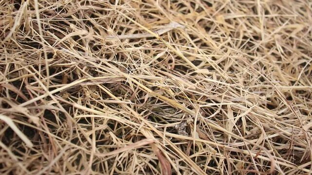 Dry Grass in Madura Farmers' Rice Fields Dies Due to Chemical Treatment