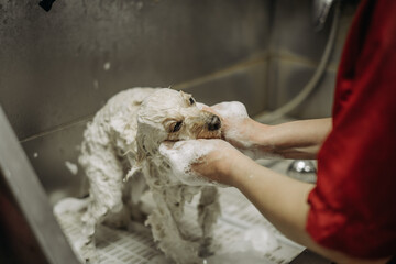 Washing a toy poodle before a haircut at a professional hairdresser. Washing a dog before a haircut