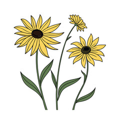 sunflower white background vector art illustration