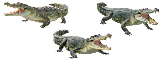 Fototapeta premium Set of crocodiles with open mouths in aggressive pose , isolated on transparent background