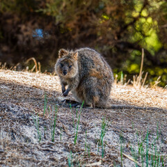The Quokka searching for its food in the grassland