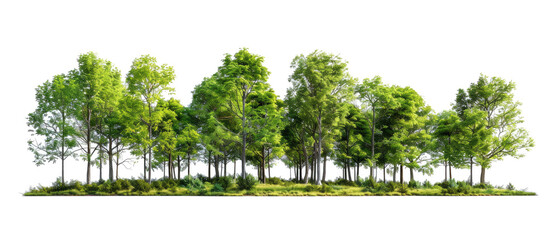Row of diverse green trees isolated on a white background. Mock up for nature, environment, landscape, or ecological design projects.