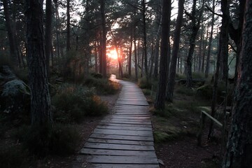 Obraz premium Dusk radiance in woodland with wooden path scene 