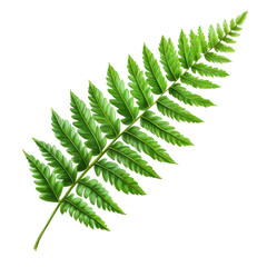 Vibrant Green Fern Frond Detailed Illustration Botanical Artwork