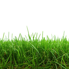 Fototapeta premium Vibrant Green Grass Blades Close Up Photography Lush Nature Scenery