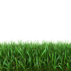 Vibrant Green Grass Blades Close Up Photography Nature Texture Background Image