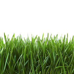 Vibrant Green Grass Meadow Lush Nature Background Image Perfect for Screensavers or Website Design Elements
