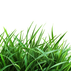 Fototapeta premium Vibrant Green Grass Blades Close Up Photography Lush Meadow Texture Background Image