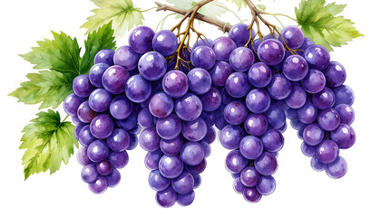 Fototapeta premium Watercolor-style illustration of two bunches of ripe purple grapes with green leaves, isolated on a white background.