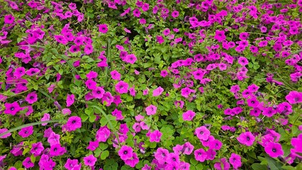 Fototapeta premium Purple Petunia integrifolia flowers bloom in abundance, displaying trumpet-shaped petals with deep centers. 